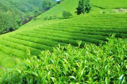 Tranh Dán Tường Phong Cảnh Mã 27