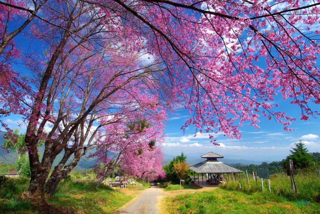 Tranh Dán Tường Phong Cảnh Mã 32